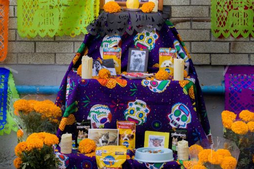 Bàn thờ Día de Muertos với hoa cúc vạn thọ và giấy cắt hoa văn ở Mexico City